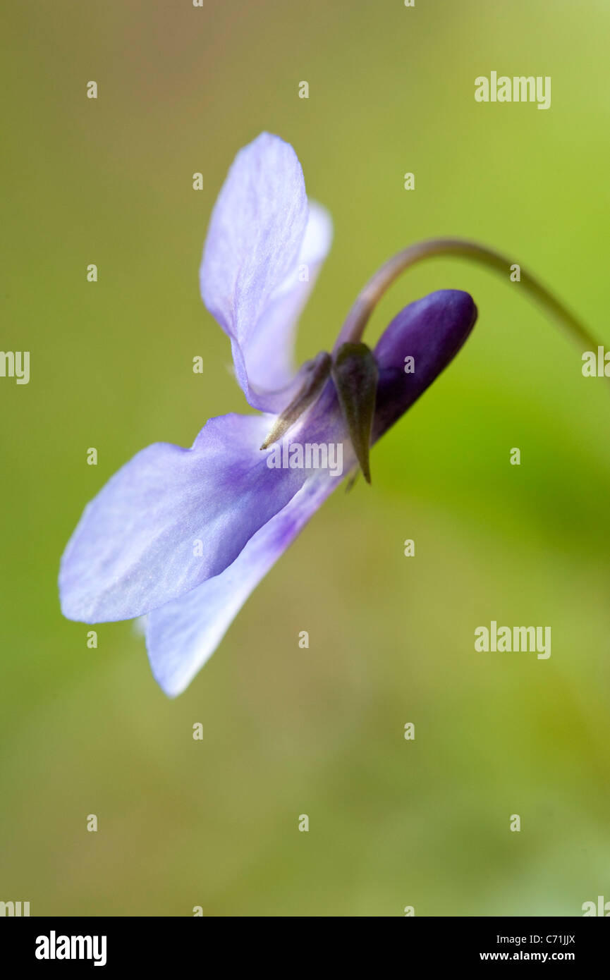 Comune di Blue Violet Viola sororia sororia REGNO UNITO Foto Stock