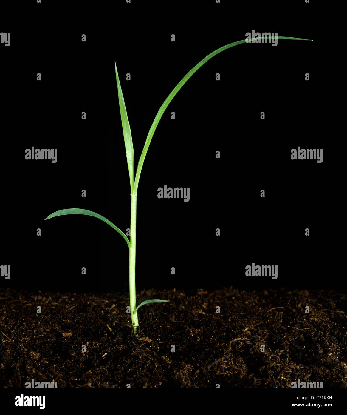 Coda di volpe gigante (Setaria faberi) piantina di erba infestante Foto Stock
