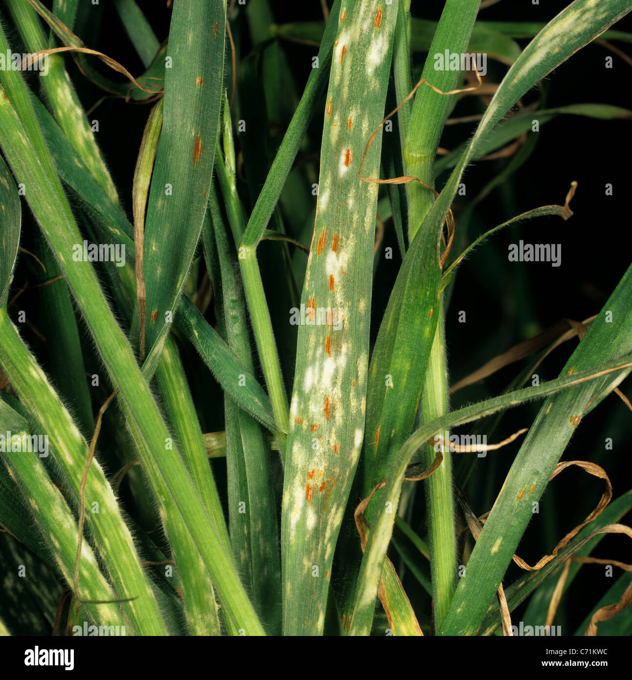 Muffa in polvere (Erysiphe graminis) e ruggine bruna (Puccinia triticia) su foglie di erba di bromo Foto Stock