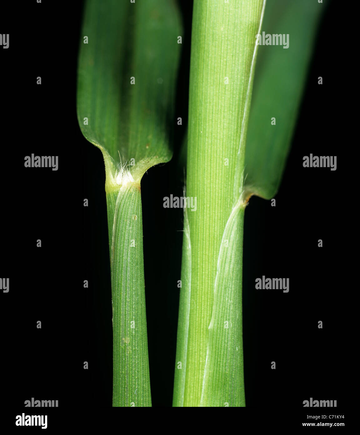 Mossmon rivergrass (Cenchrus echinatus) foglie ligula Foto Stock