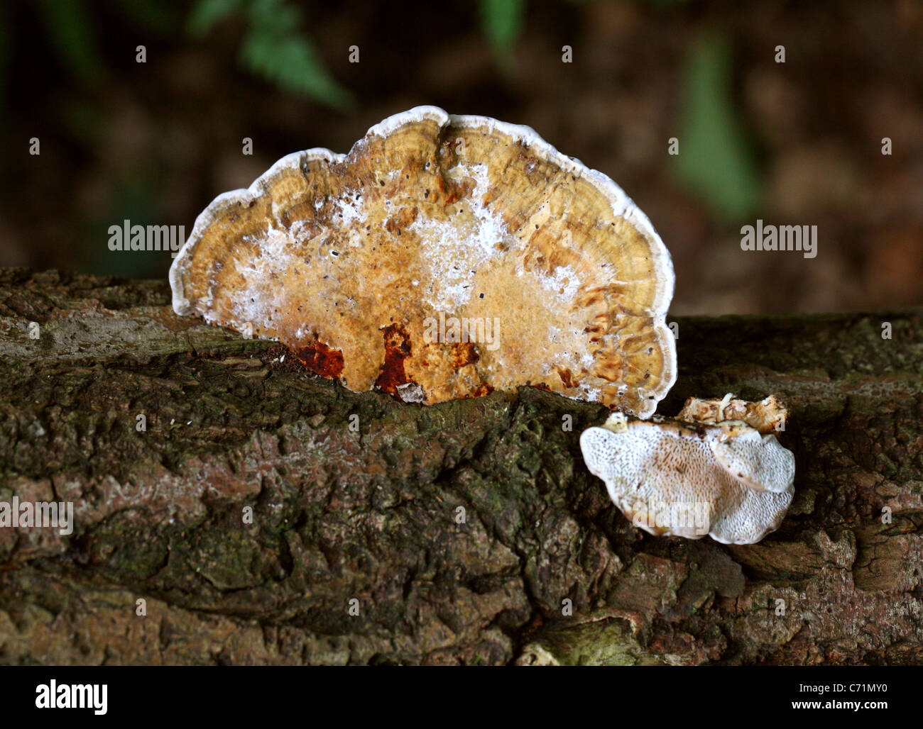 La Betulla Mazegill, Lenzites betulinus (betulina), Polyporaceae. Foto Stock