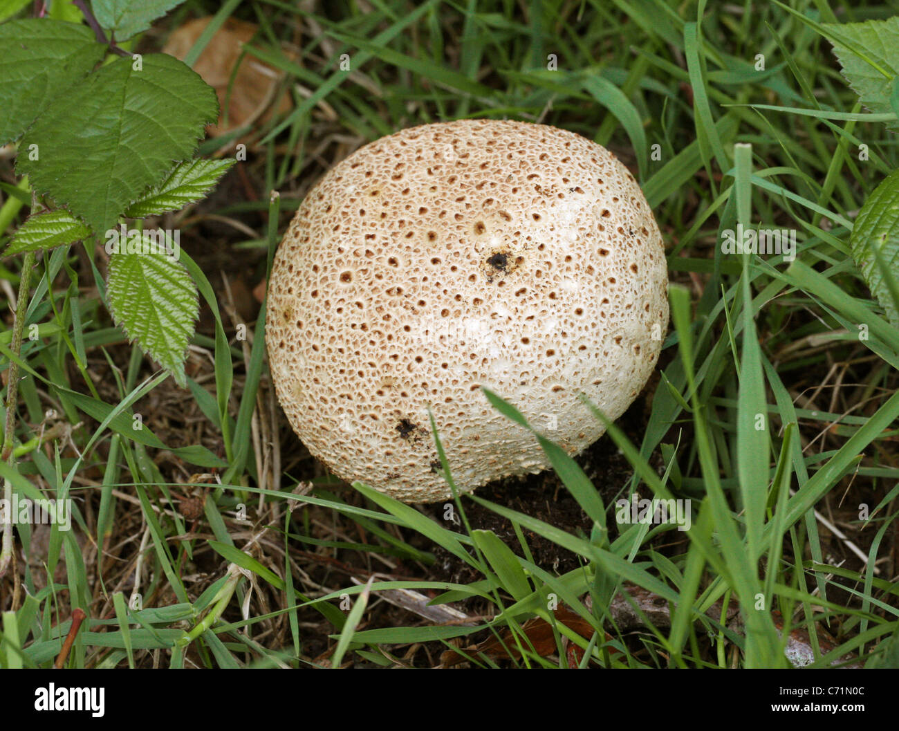 Leopard sfera terra fungo, scleroderma areolatum, Sclerodermataceae. Foto Stock