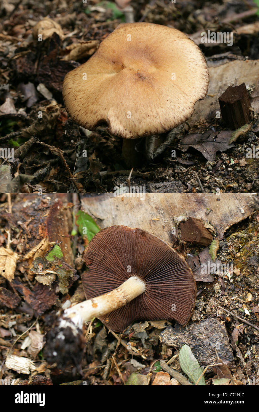 Legno, funghi Agaricus silvicola, Agaricaceae. Composito di due immagini che mostra la parte superiore del tappo stesso e la parte inferiore delle branchie. Foto Stock