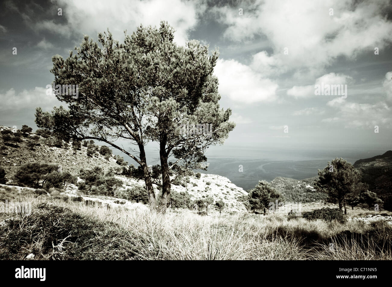 Pino, Pinus, scenario della Tramuntana al di sotto del Puig de Galatzo, Maiorca, isole Baleari, Spagna, Europa Foto Stock