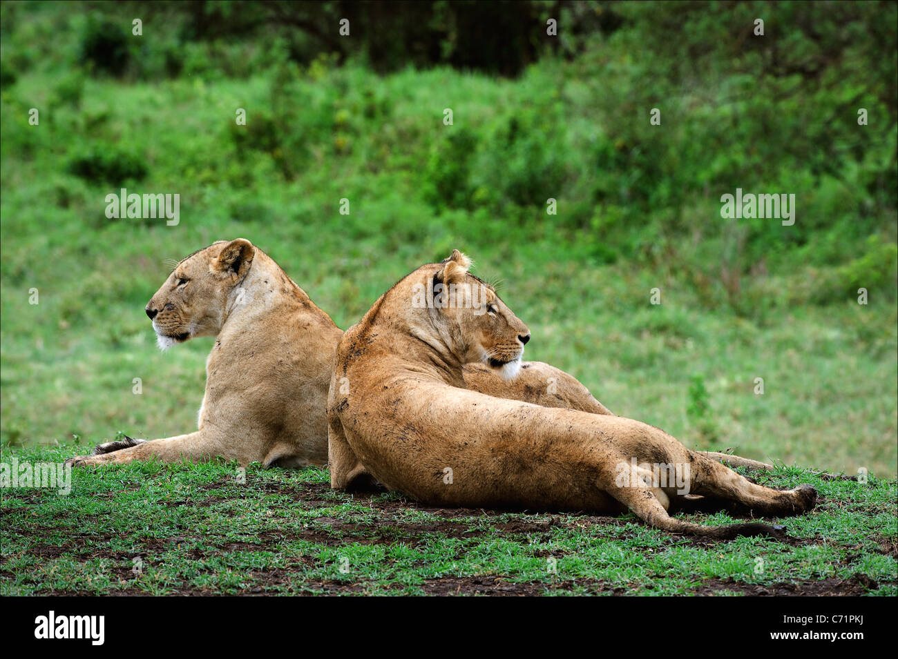 Due leonesse Foto Stock