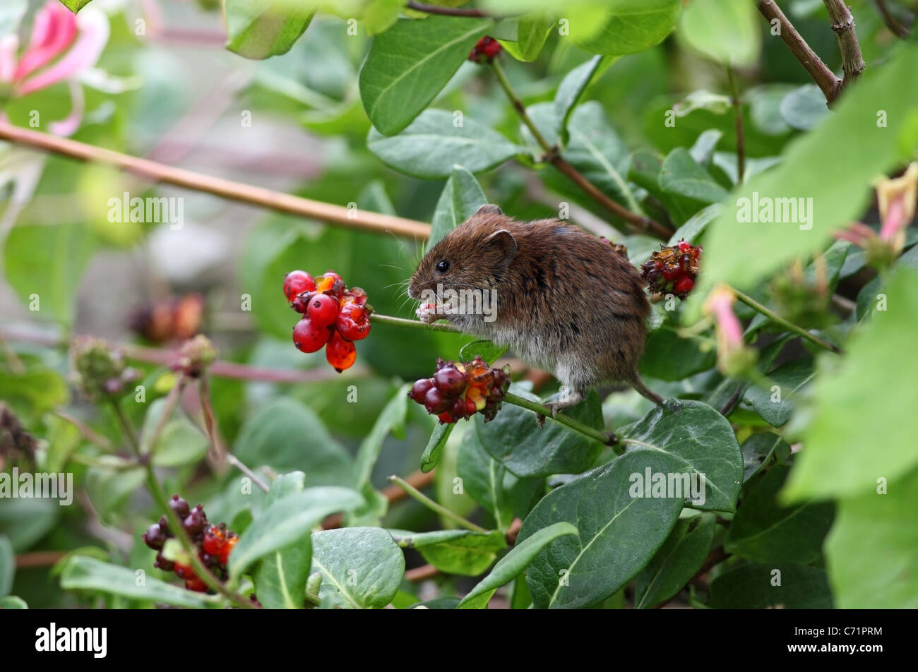 Bank Vole Clethrionomys glareolus alimentando il caprifoglio bacche REGNO UNITO Foto Stock