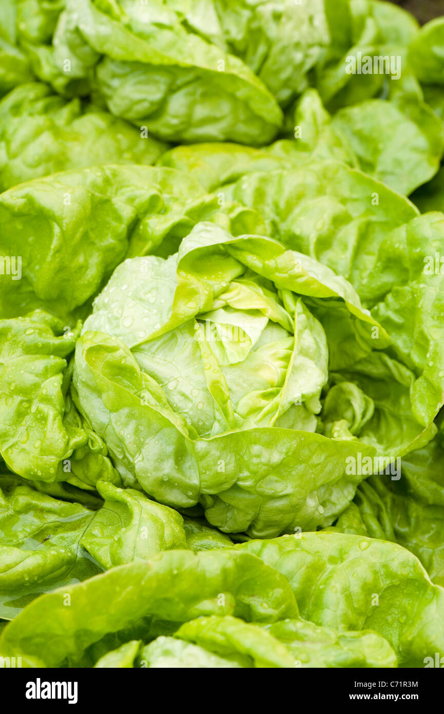 Le lattughe, Lactuca sativa " tutto l'anno" Foto Stock