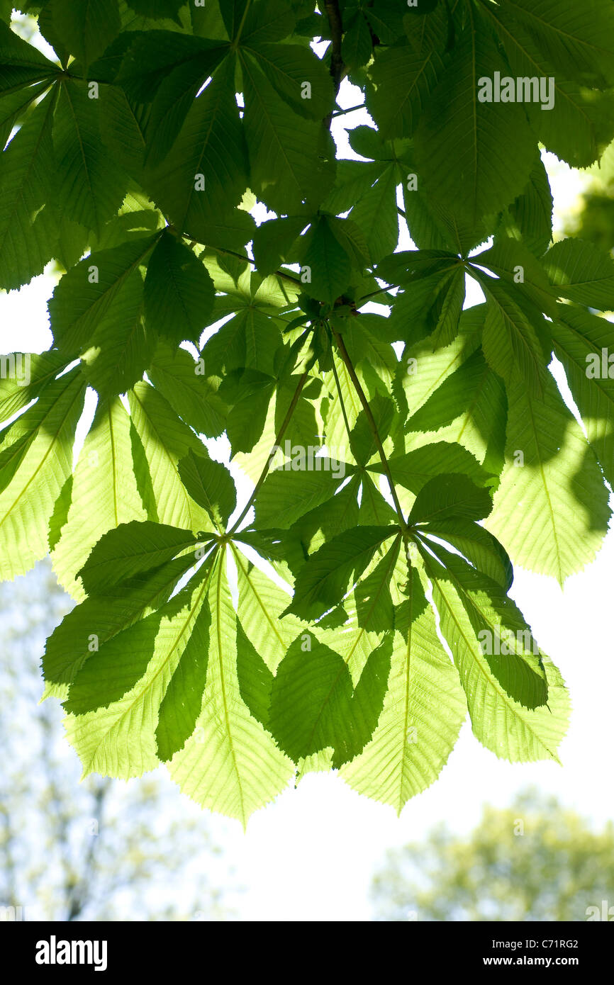 Foglie di castagno in presenza di luce solare Foto Stock