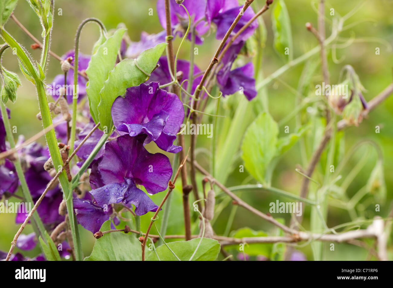 Sweet Pea Lathyrus odoratus 'Blue Velvet", in fiore Foto Stock