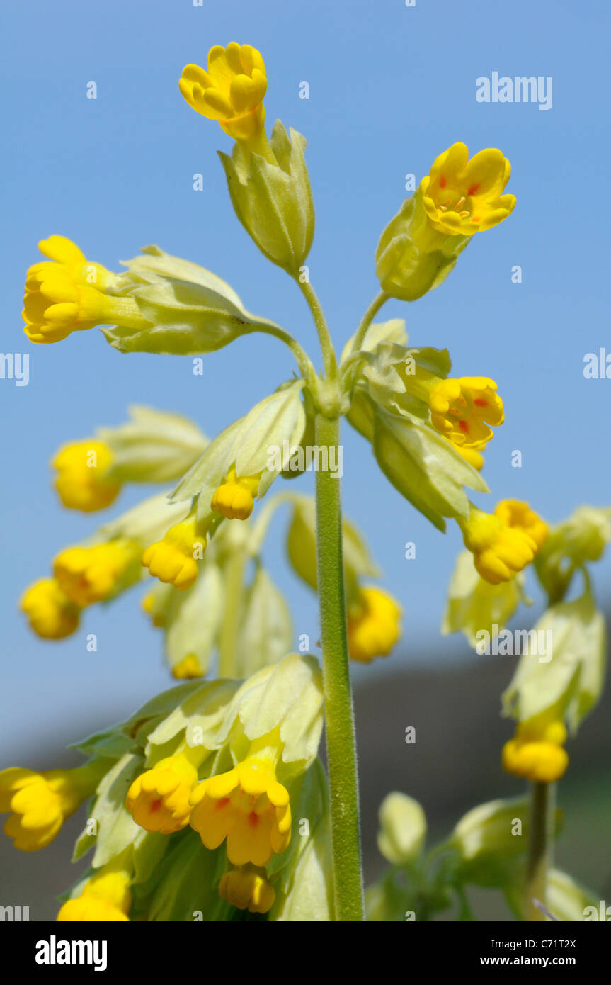 Cowslips (Primula veris) fioritura su una collina tradizionale prato da fieno, Gloucestershire, UK, Aprile. Foto Stock