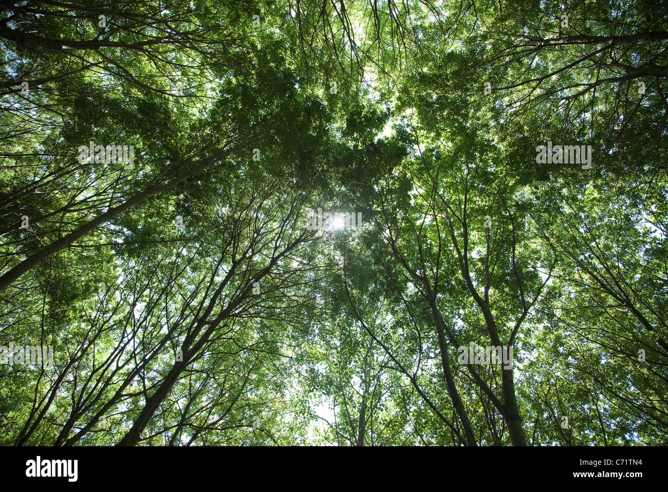 Albero canopy, basso angolo di visione Foto Stock