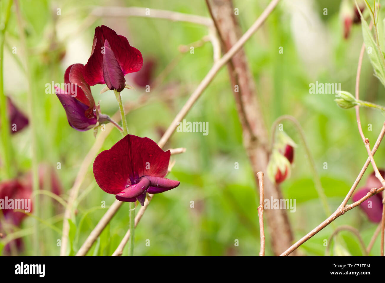Sweet Pea Lathyrus odoratus 'Cavaliere Nero", in fiore Foto Stock