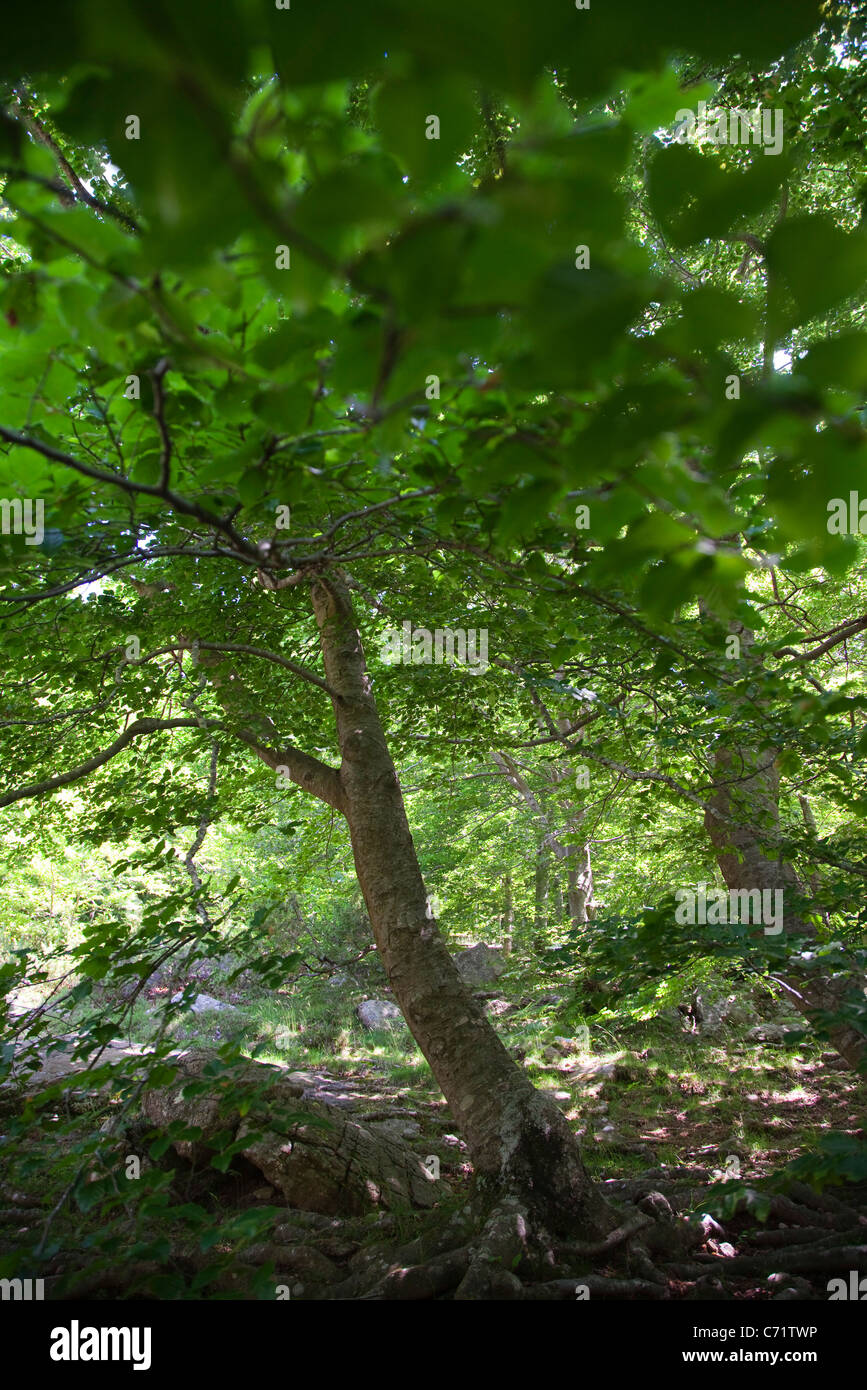 Foresta Foto Stock