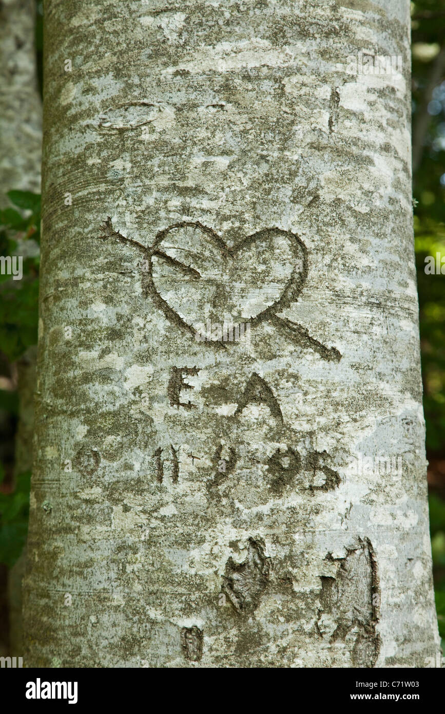 Amore cuore scolpito su albero Foto Stock