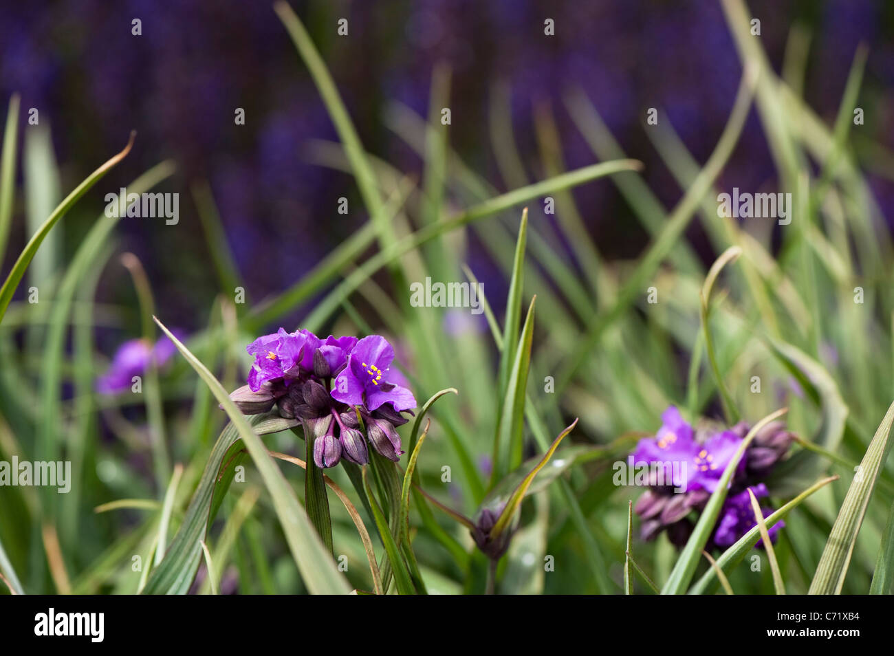 Tradescantia Andersoniana (Gruppo) " Concord " uva in fiore Foto Stock
