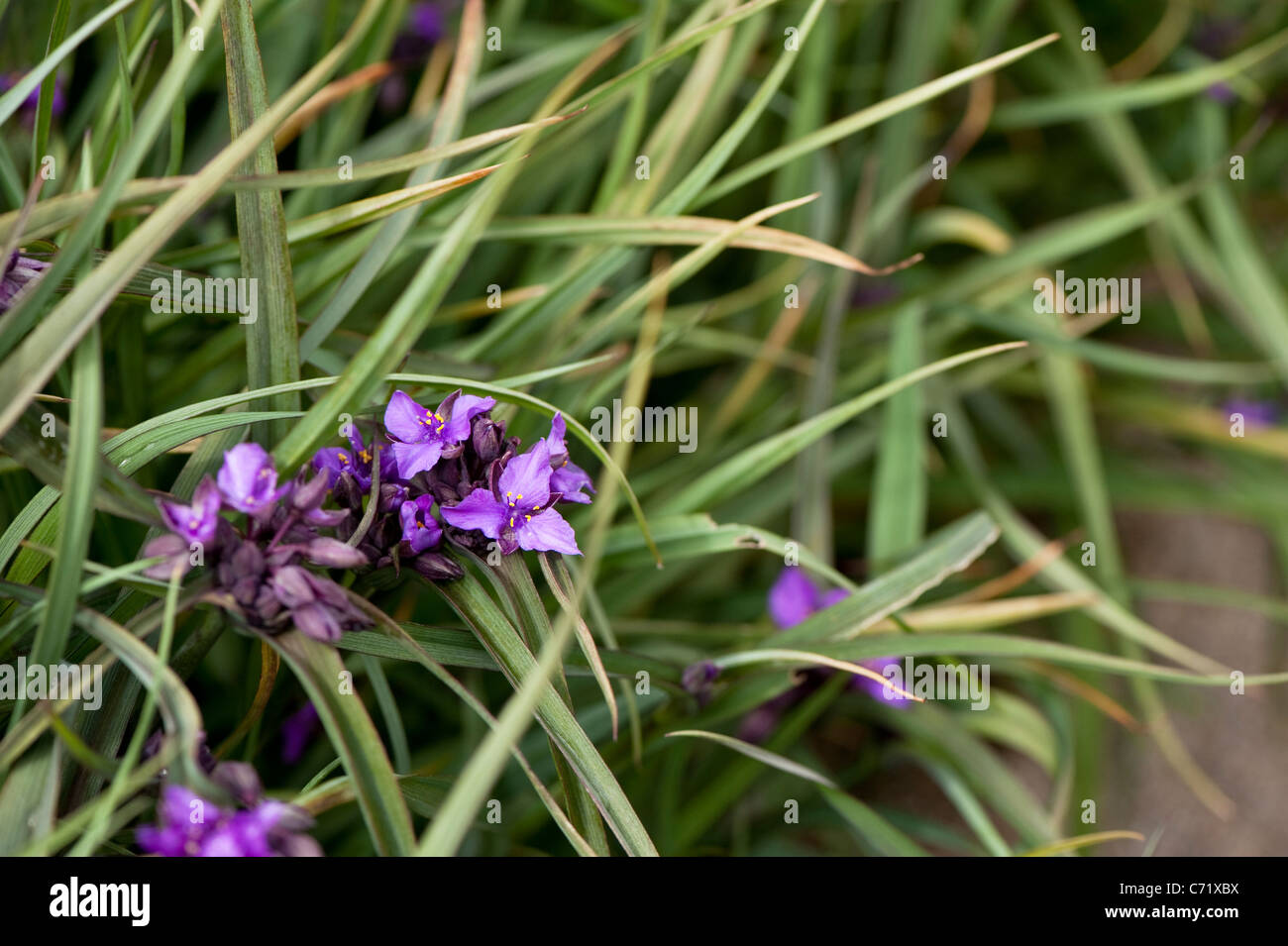 Tradescantia Andersoniana (Gruppo) " Concord " uva in fiore Foto Stock