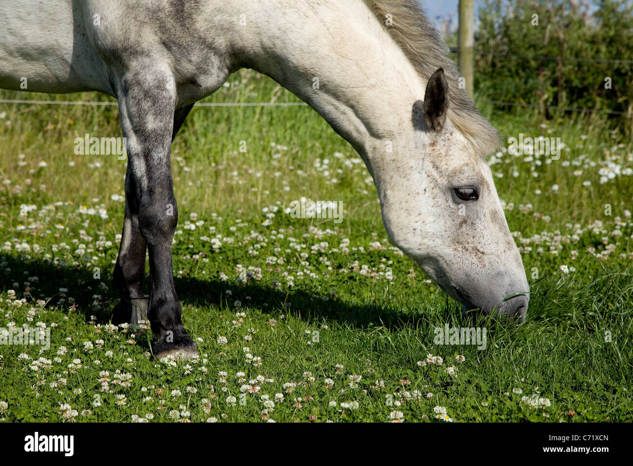 Connemara colline punteggiano pony grigio visto qui di pascolare su erba verde in NORFOLK REGNO UNITO. Blue sky sunny & immagini nitide. Foto Stock