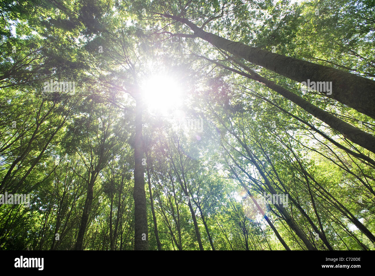 La luce del sole brilla attraverso la foresta, a basso angolo di visione Foto Stock