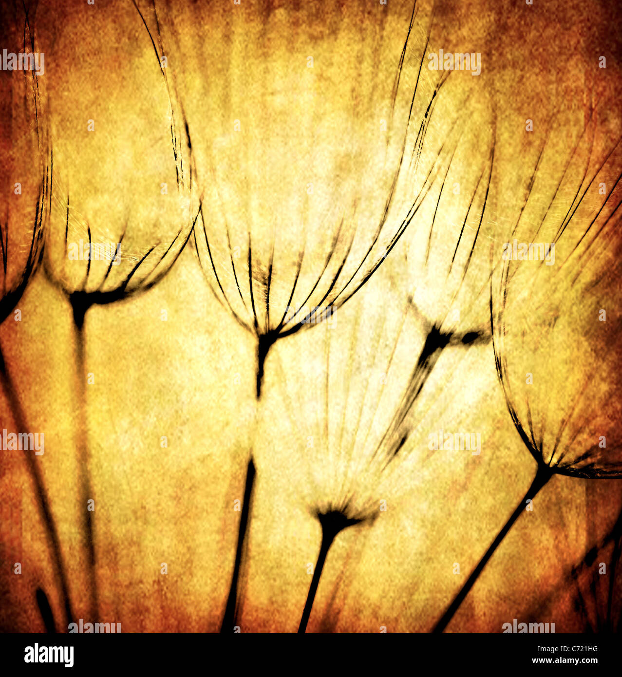 Grunge astratto fiore di tarassaco sfondo, soft focus Foto Stock