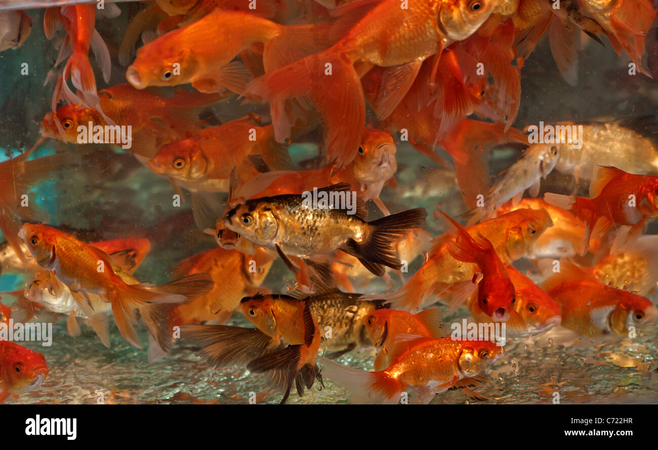 Squalo tigre. Foto Stock