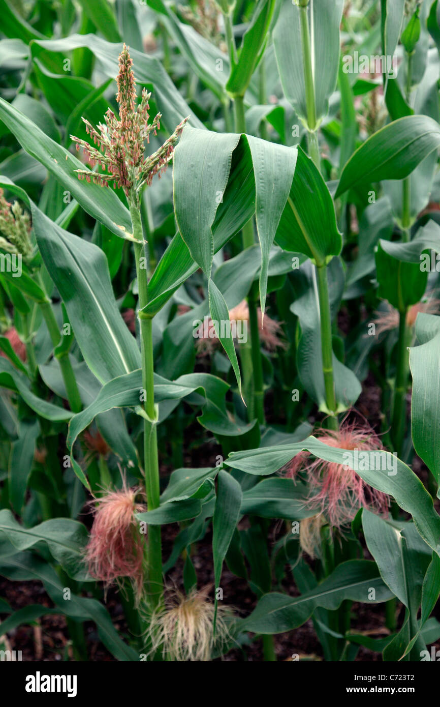 Tassling piante di mais dolce 'Earligold' F1 - fiori maschili Foto Stock