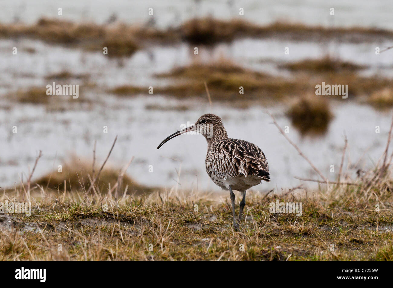 Eurasian Curlew (Numenius arquata) Foto Stock