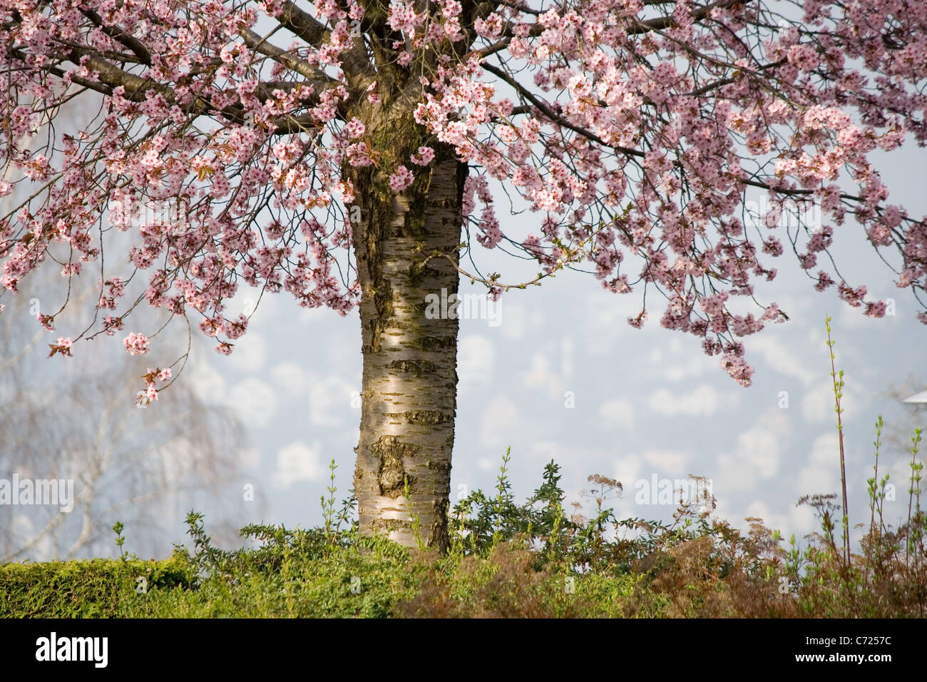 Stelo di un albero da frutto in fiore Foto Stock