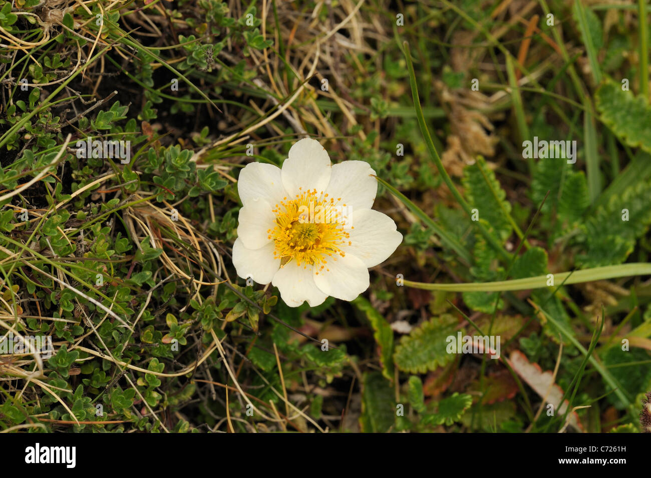 Mountain Avens, Dryas octopetala Foto Stock