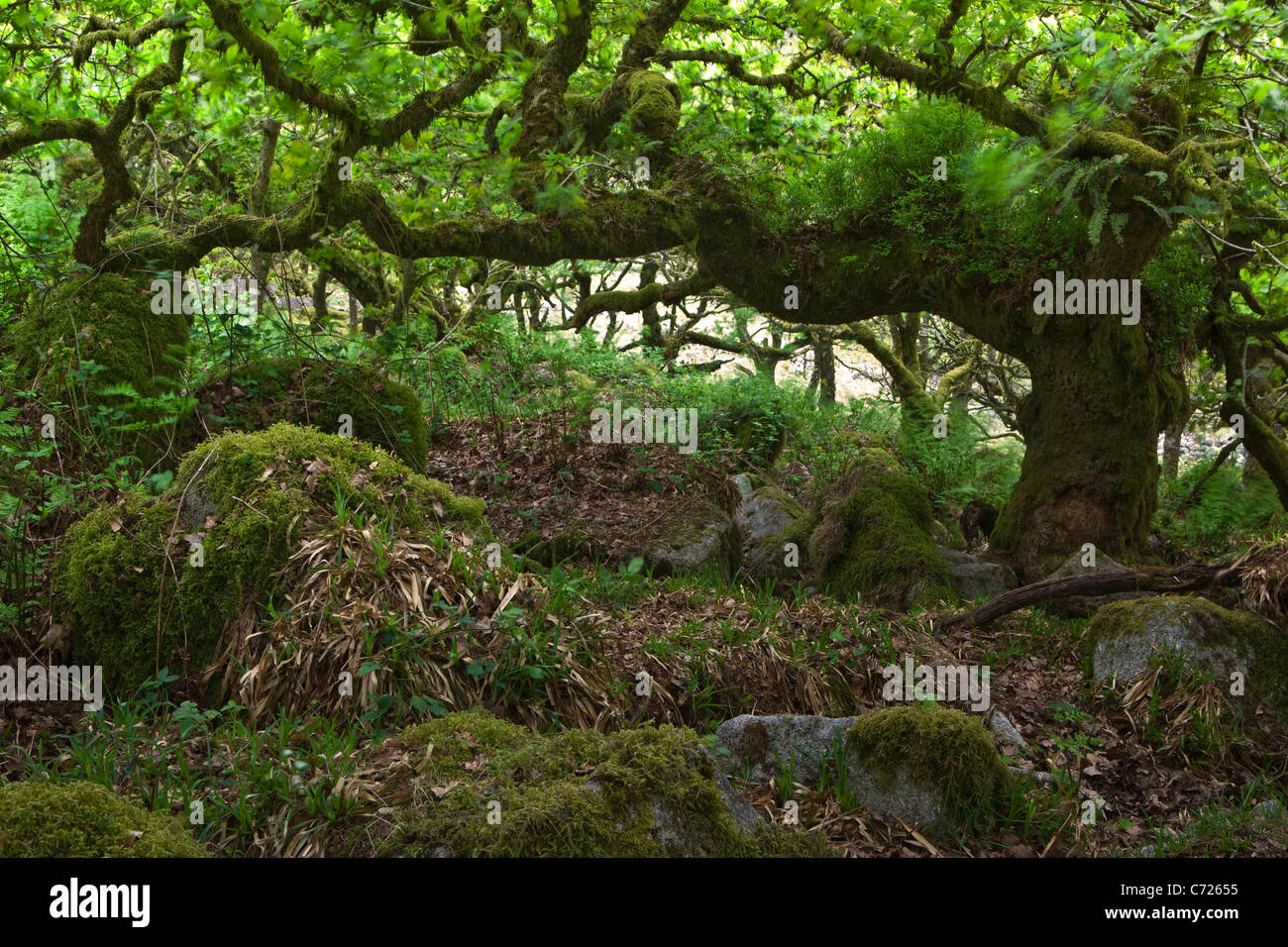Un albero di quercia in Wistman legno della Riserva Naturale Nazionale nel Parco Nazionale di Dartmoor Foto Stock