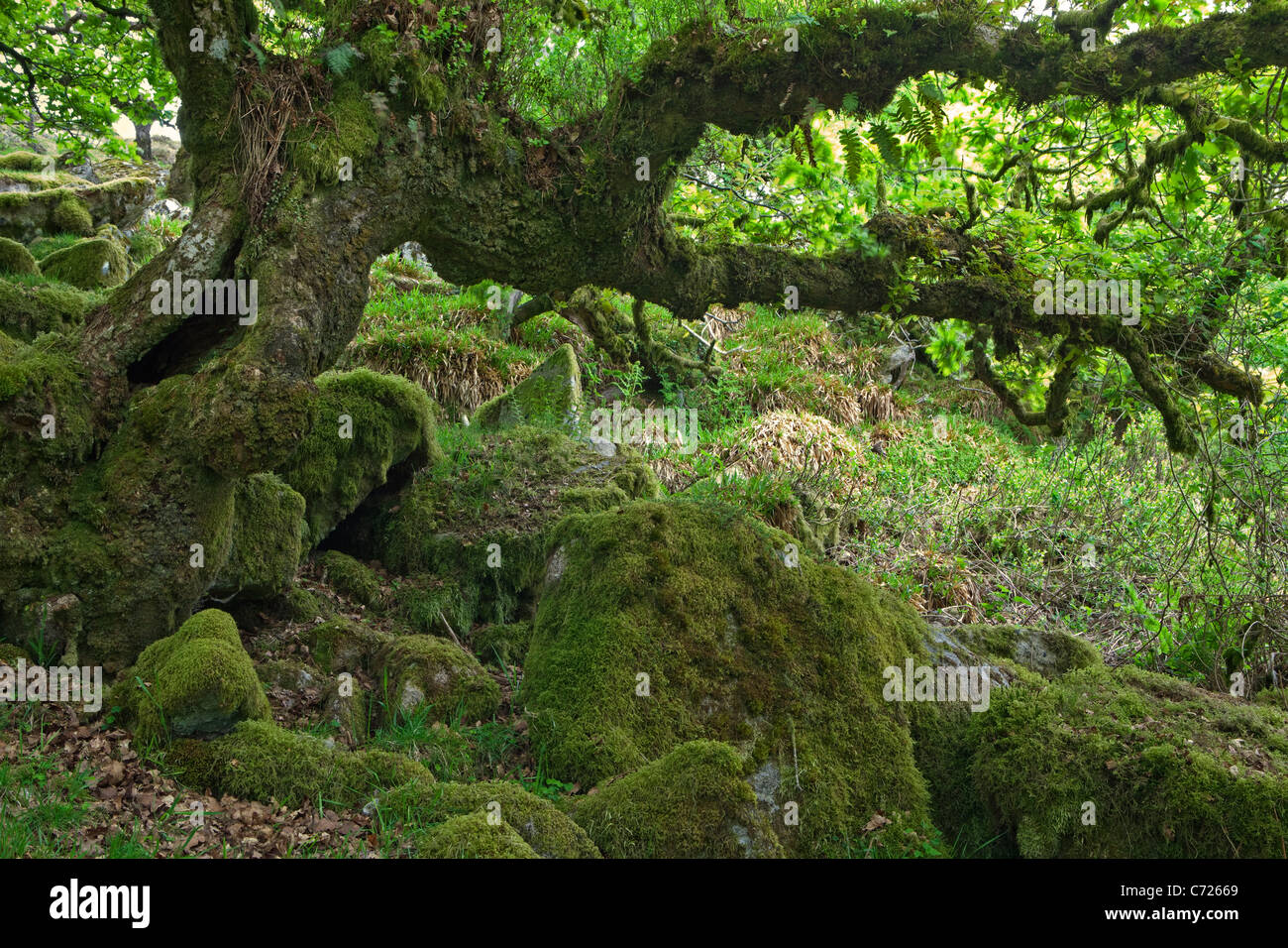 Un albero di quercia in Wistman legno della Riserva Naturale Nazionale nel Parco Nazionale di Dartmoor Foto Stock