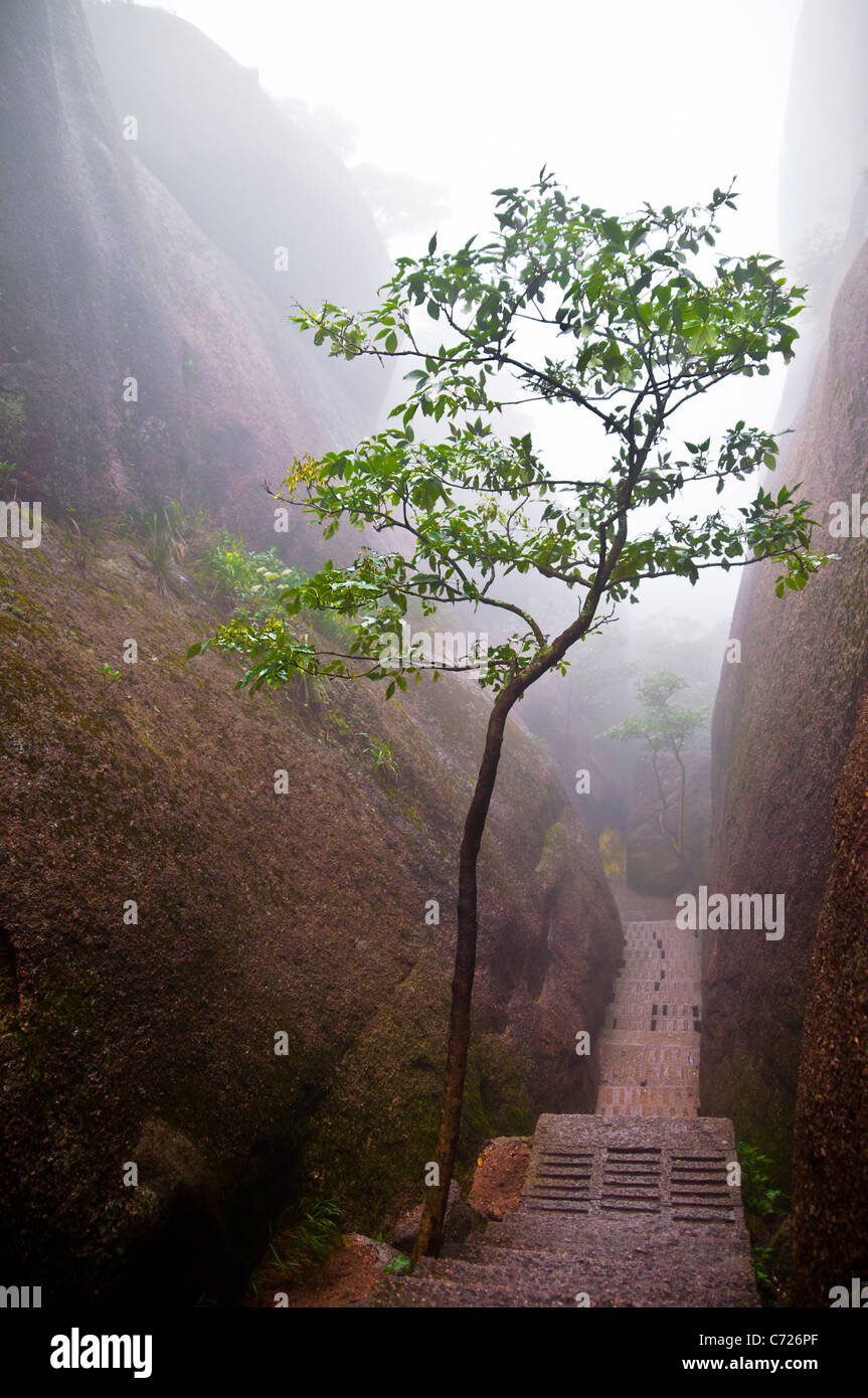 Albero su una montagna di prova di nebbia Foto Stock