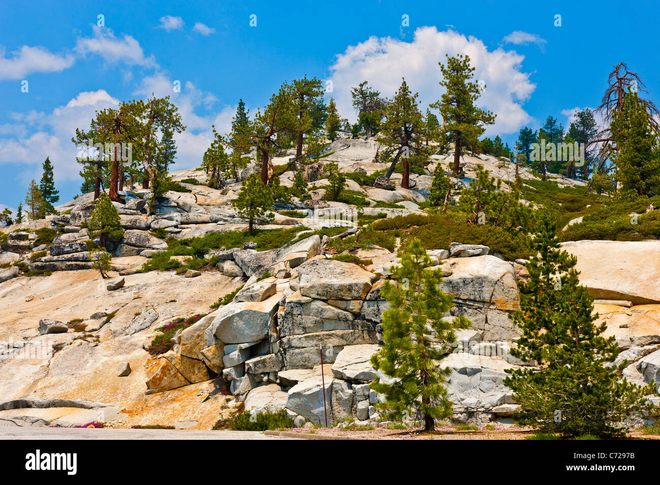 Versante ghiacciate con alberi a fianco di Tioga Road, Yosemite National Park, Stati Uniti d'America. JMH5277 Foto Stock