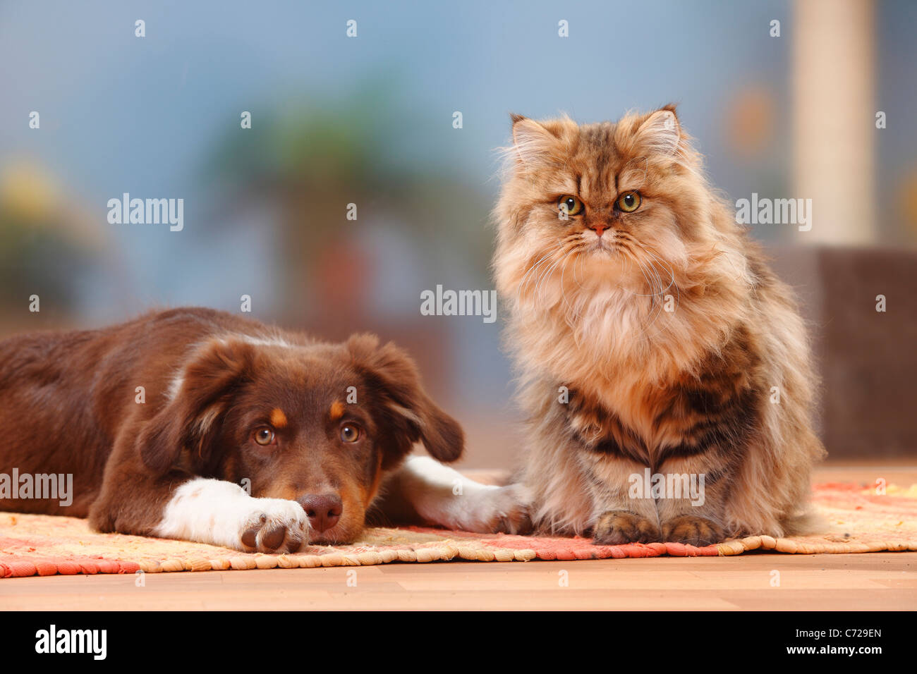 Pastore australiano, rosso-tri, 5 mesi, e Britisch Longhair Cat / Highlander, Lowlander, Britanica Foto Stock