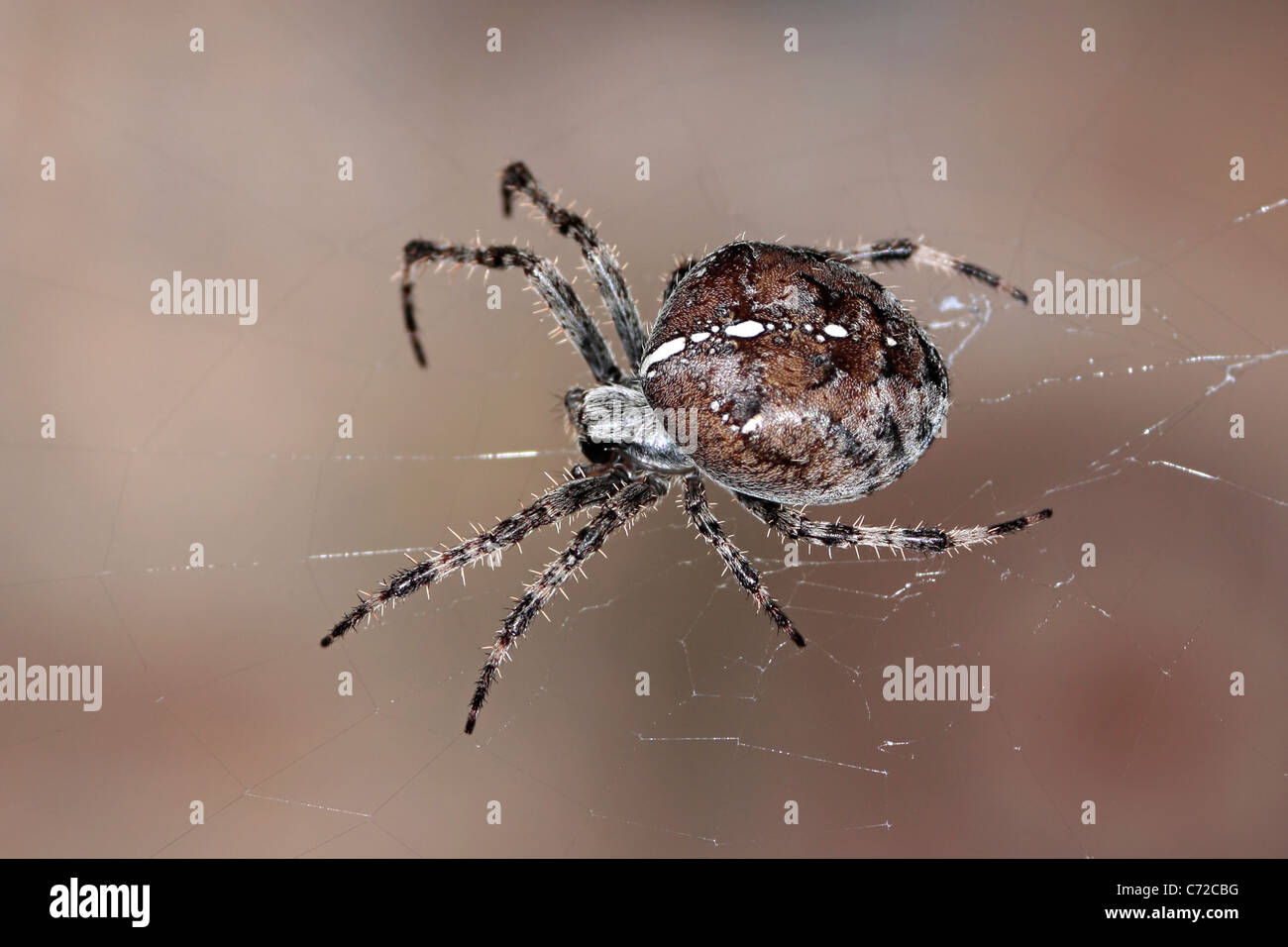 Giardino Spider (Araneus diadematus) Foto Stock