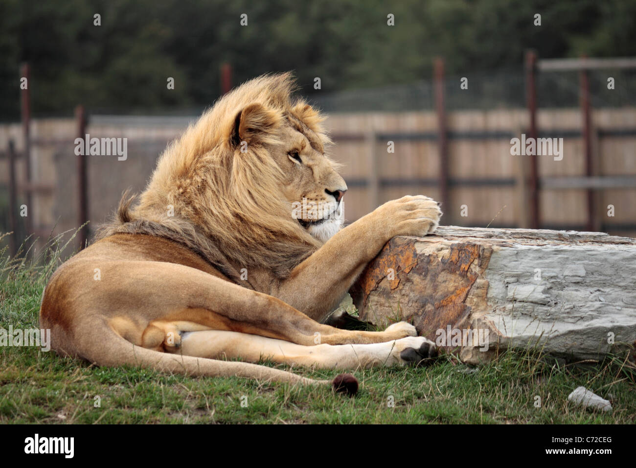 Lion (panthera leo) a Yorkshire Wildlife Park Foto Stock