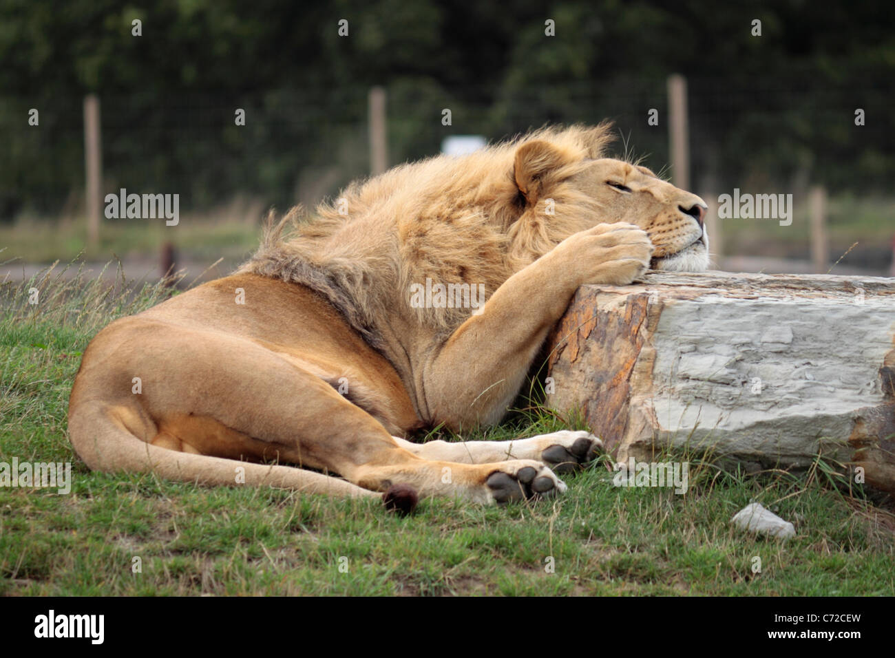 Lion (panthera leo) che poggia il mento su una roccia a Yorkshire Wildlife Park Foto Stock