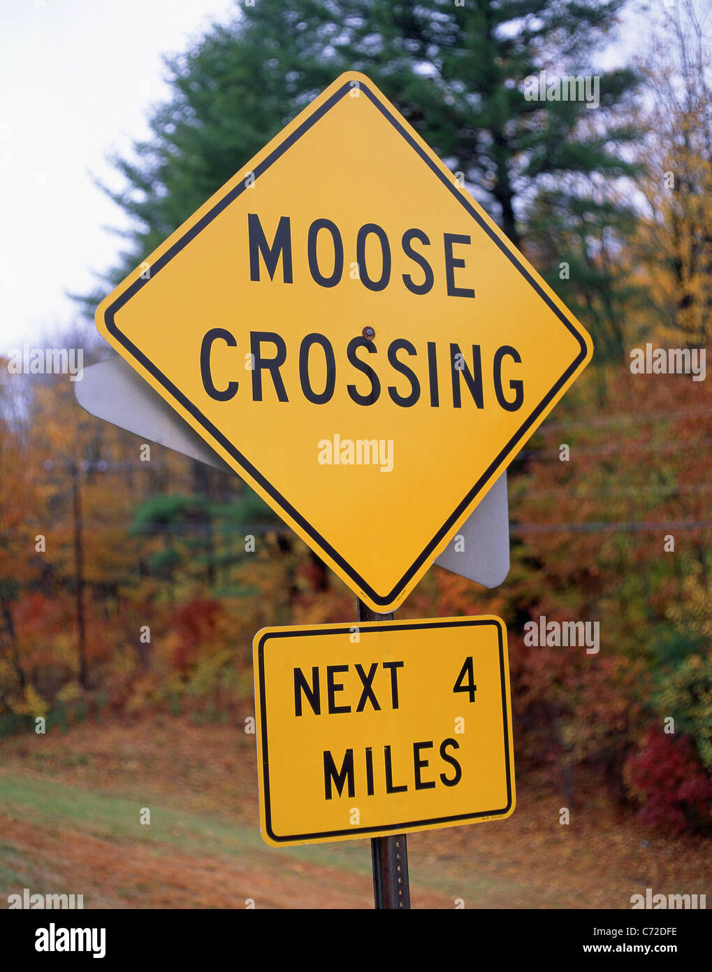 Attraversamento alci segno da strada in autunno, Massachusetts, Stati Uniti d'America Foto Stock