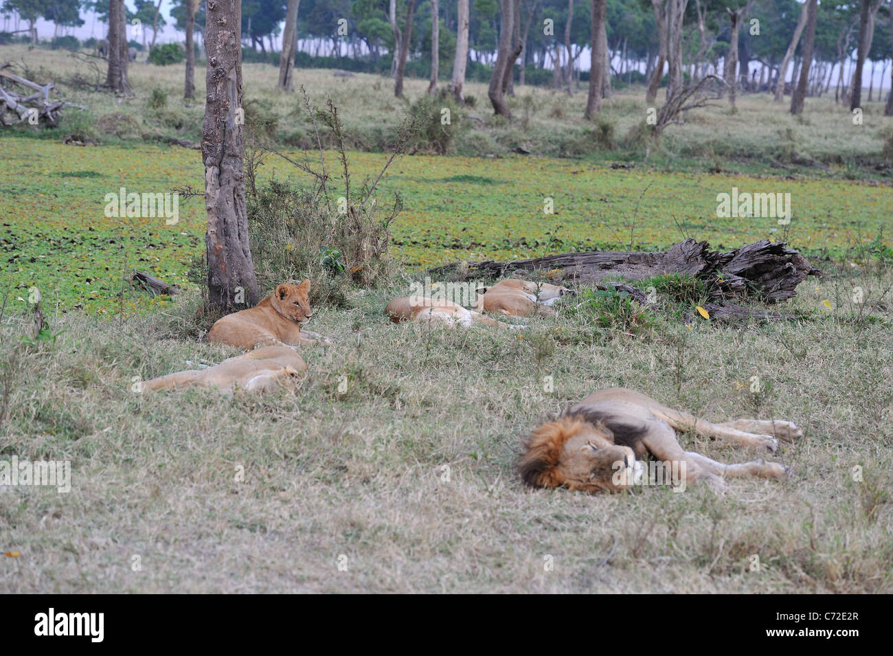 East African Lion - Massai lion (Panthera leo nubica) orgoglio in appoggio a Masai Mara Foto Stock