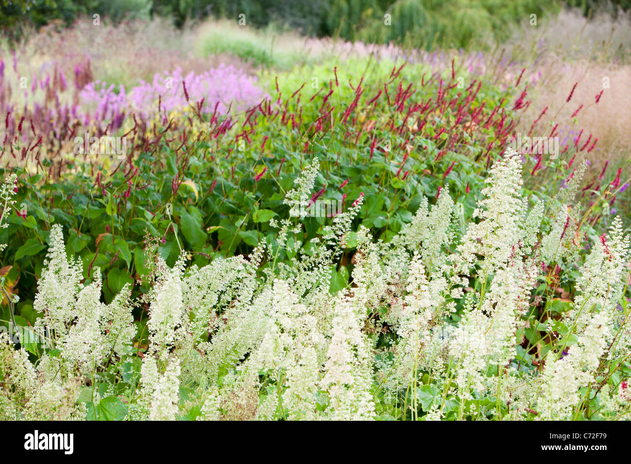 Il Millenium Giardino a Pensthorpe riserva naturale, Norfolk, Regno Unito, è stato progettato da Piet Oudolf, Foto Stock