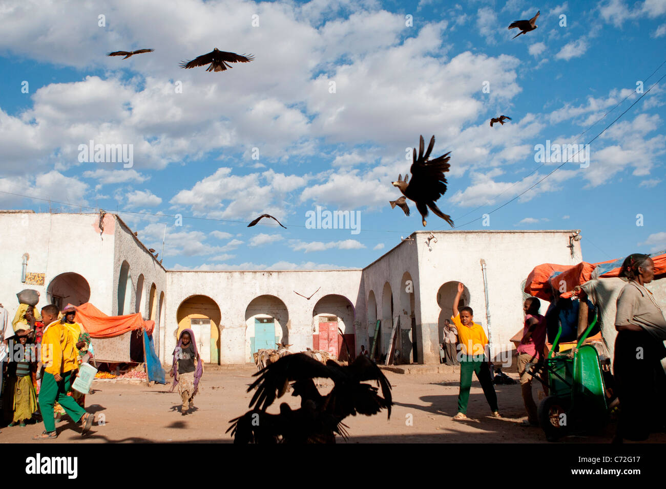 Nibbio in picchiata giù dal tetto posatoi per scarti di carne a Gidir Magala mercato in Harar in Etiopia orientale, Africa Foto Stock