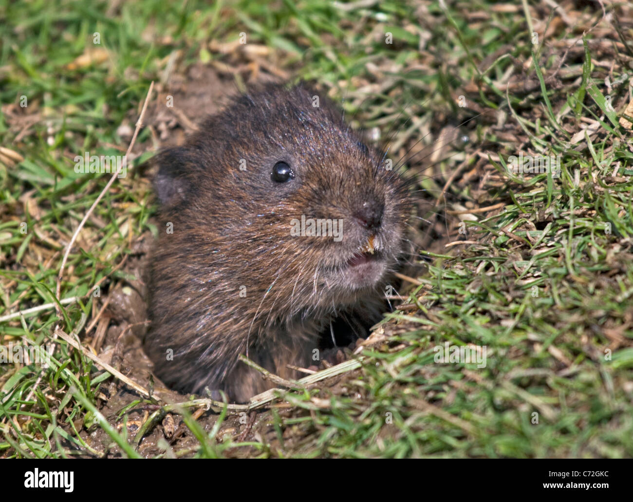 European Water Vole (arvicola amphibius) in burrow lungo argine Foto Stock