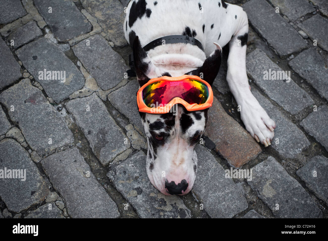 Un Arlecchino Alano è vestiti alla moda nel trendy Meatpacking District di New York Foto Stock