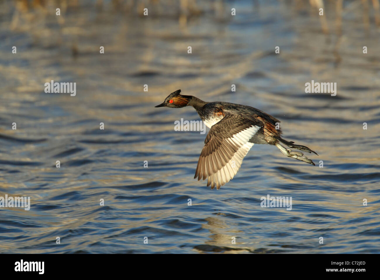Eared Grebe Podiceps nigricollis abbassare Klamath National Wildlife Refuge, Oregon, Stati Uniti 9 maggio riproduttori adulti piumaggio in Foto Stock