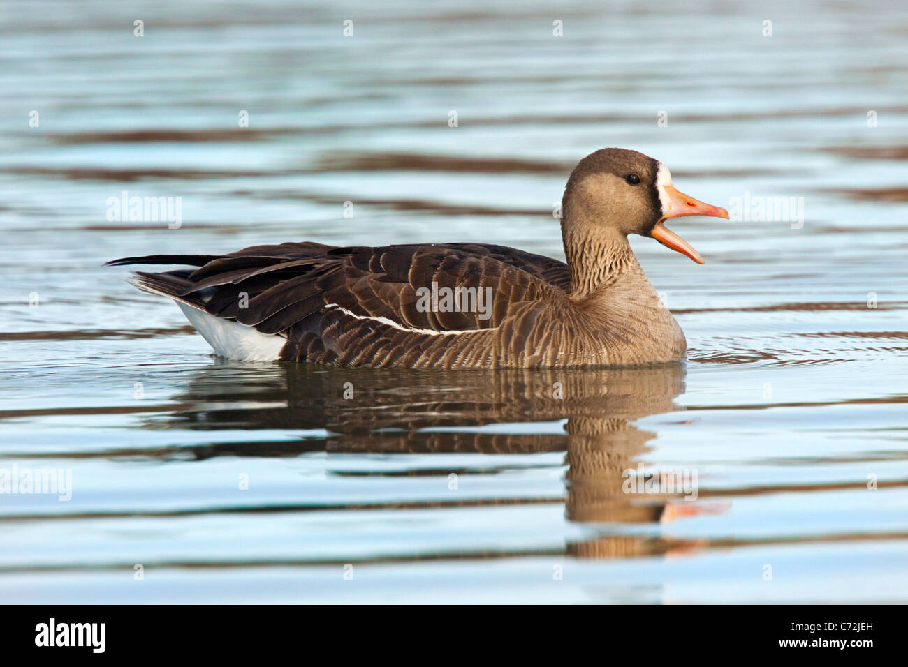 Maggiore bianco-fronteggiata Goose Anser albifrons Tucson Pima County, Arizona, Stati Uniti 22 marzo adulto anatidi Foto Stock