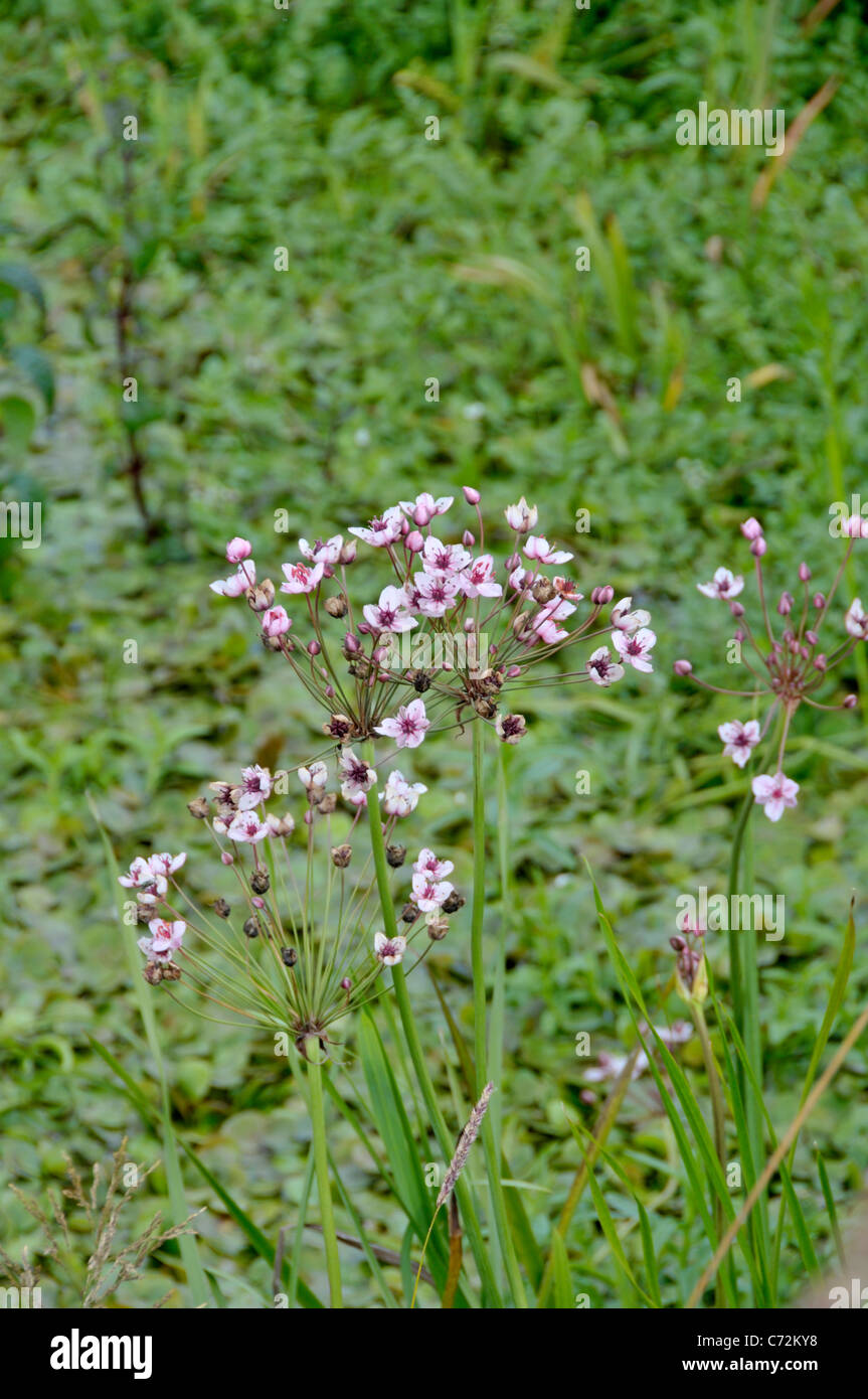 Giunco fiorito: Butomus umbellatus. Slane, Irlanda. Foto Stock