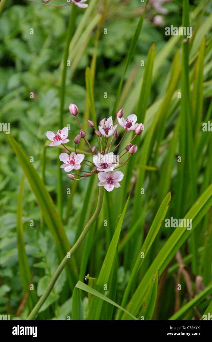 Giunco fiorito: Butomus umbellatus. Slane, Irlanda. Foto Stock