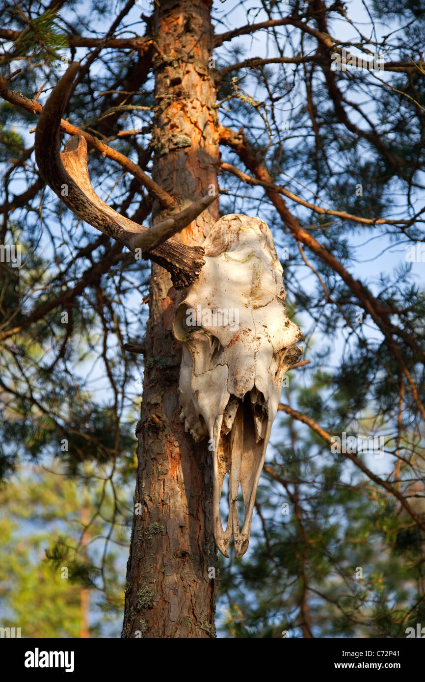 La Elk cranio su un albero nella foresta, Carelia, Russia Foto Stock