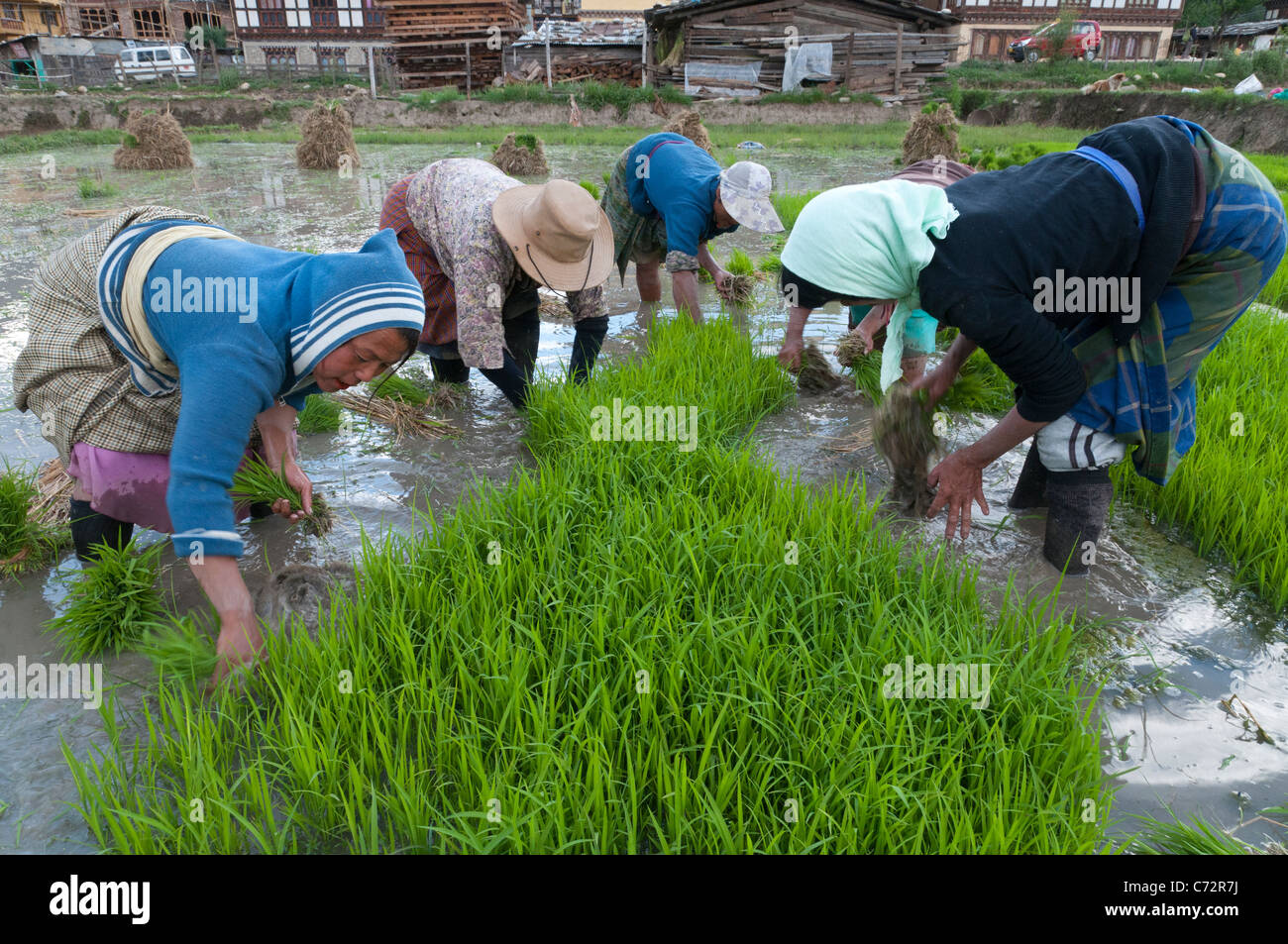 Donne contadino al lavoro in un vivaio di riso. Paro valley. Il Bhutan Foto Stock