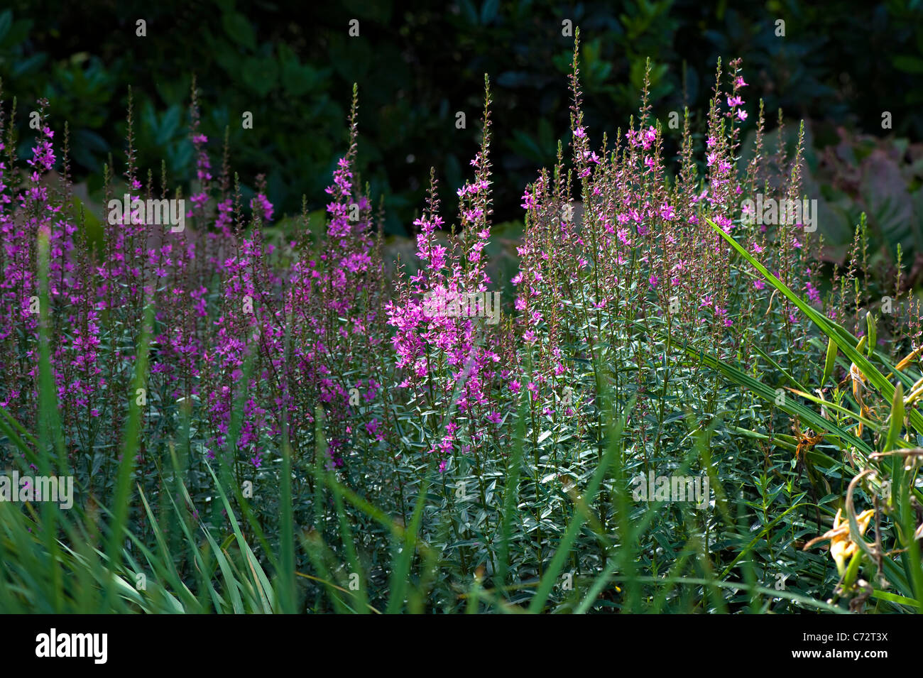 Close-up sunny immagine di Viola salvia fiori in un confine erbacee. Foto Stock