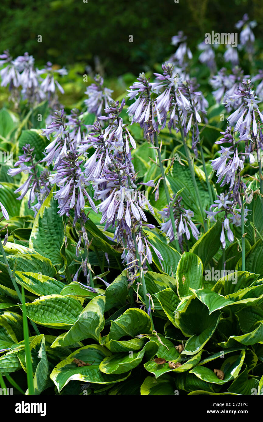 Hosta Ventricosa 'Variegata' - piantaggine gigli giglio Foto Stock